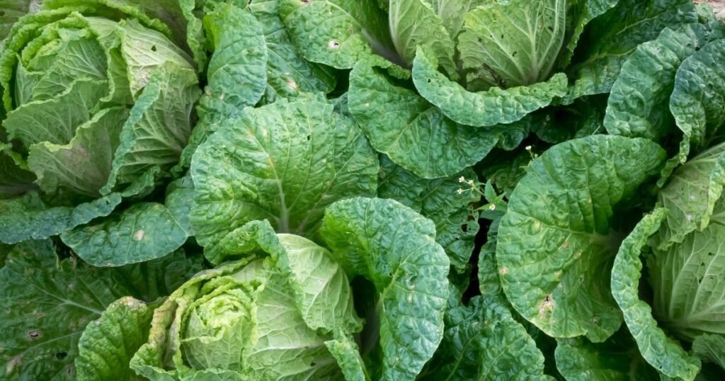 Ingredients Needed for Stuffed Kale (Collard Green) Rolls